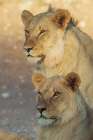 Young black-maned lion males resting in the morning sun of the Kalahari Desert, southern Africa Art Print